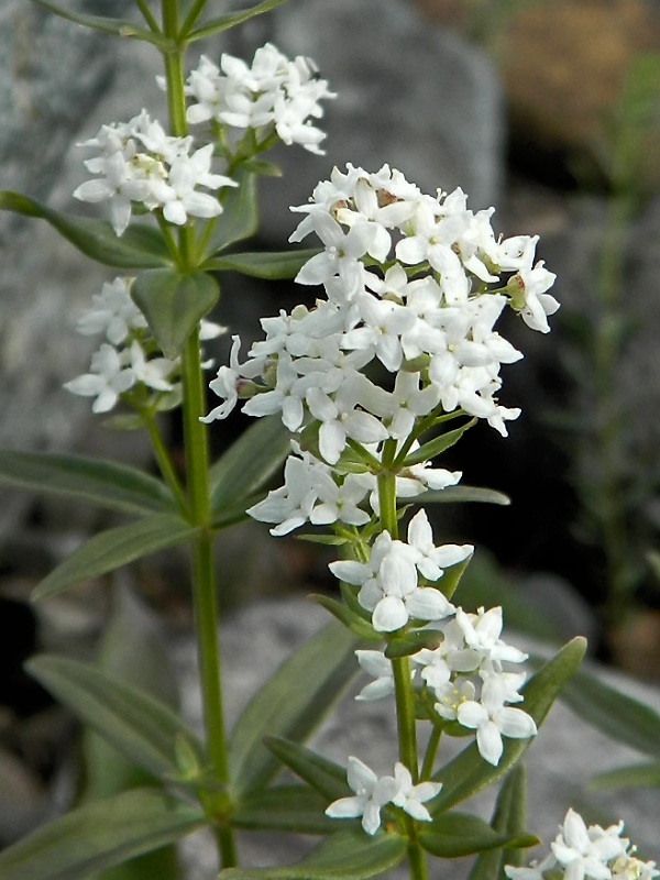 Image of Galium boreale specimen.