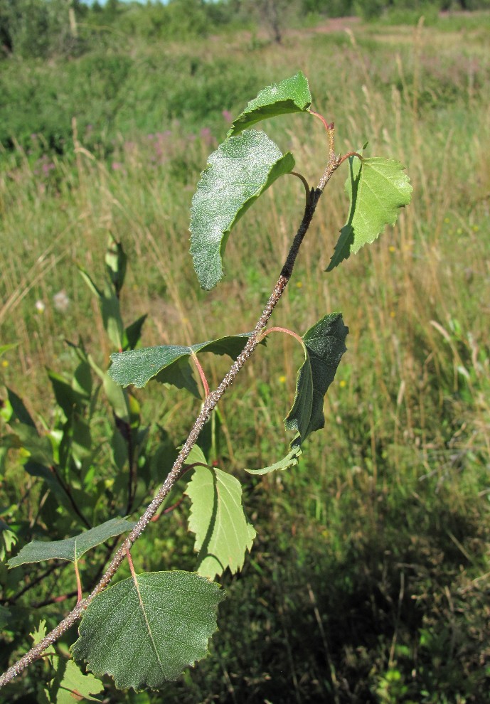 Изображение особи Betula pendula.