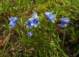 Campanula dasyantha. Цветущее растение. Забайкалье, хребет Кодар. 22.07.2007.