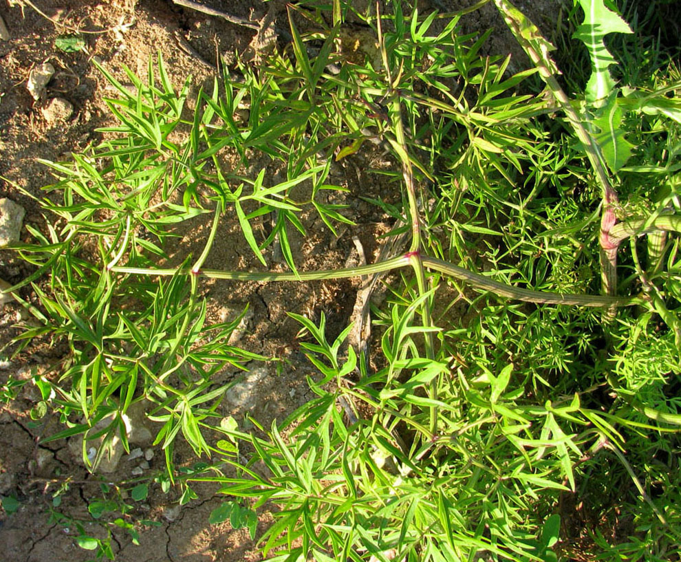 Image of Cenolophium fischeri specimen.