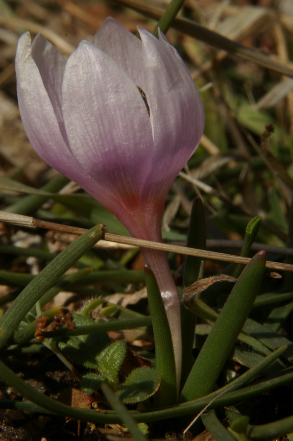 Image of Colchicum triphyllum specimen.