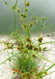 Cyperus glomeratus. Цветущее растение в щели бетонных берегов водостока совместно с Equisetum ramosissimum. Астраханская обл., Камызякский р-н, у с. Лебяжье. 17.08.2011.