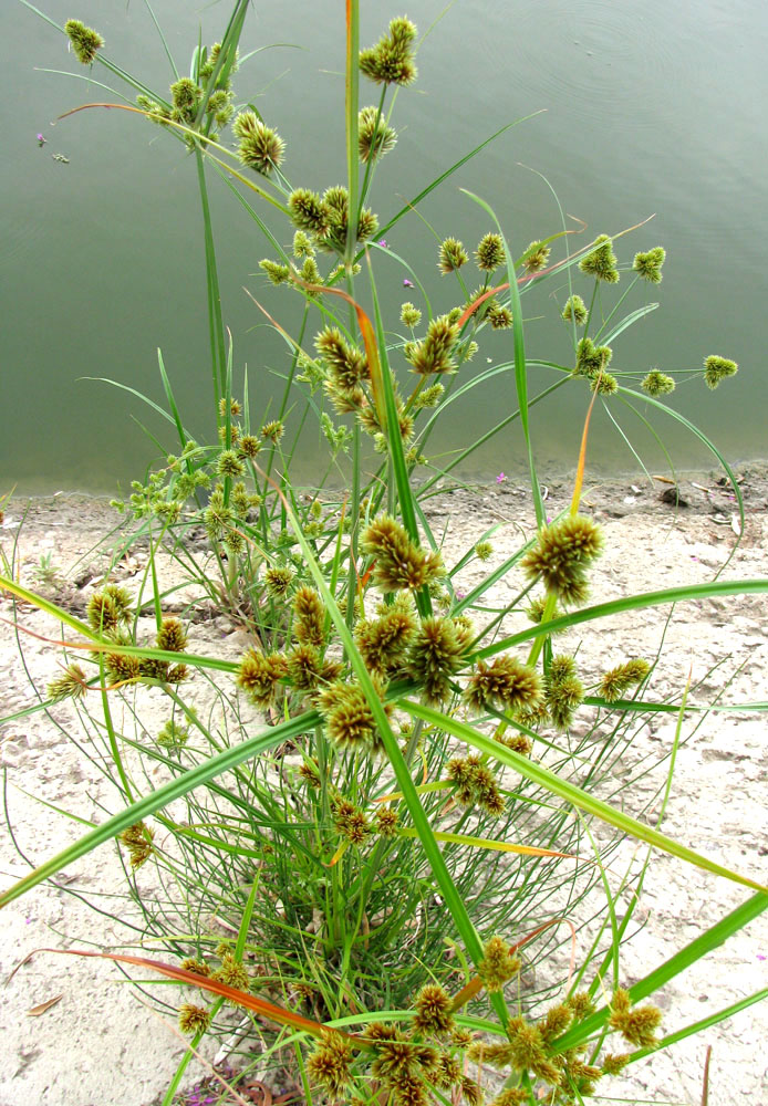 Изображение особи Cyperus glomeratus.