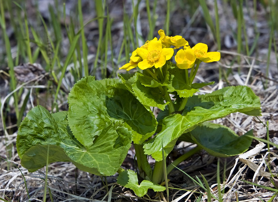 Изображение особи Caltha fistulosa.