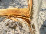 Robinia pseudoacacia. Нижняя часть ствола дерева со сломанной ураганным ветром ветвью. Черноморское побережье Кавказа, г. Новороссийск, в культуре. 8 февраля 2012 г.