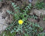 Taraxacum juzepczukii