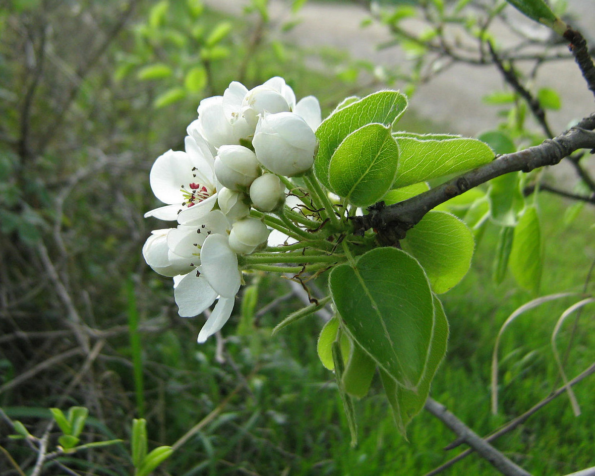Image of genus Pyrus specimen.