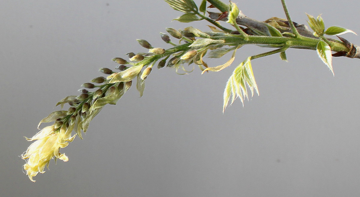 Image of Wisteria sinensis specimen.