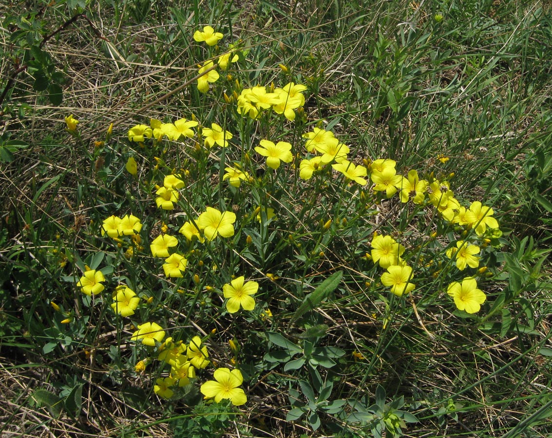 Изображение особи Linum tauricum.