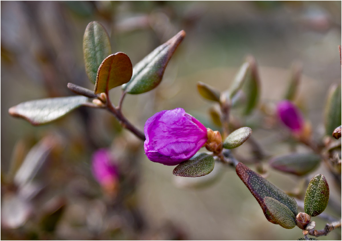Image of Rhododendron ledebourii specimen.
