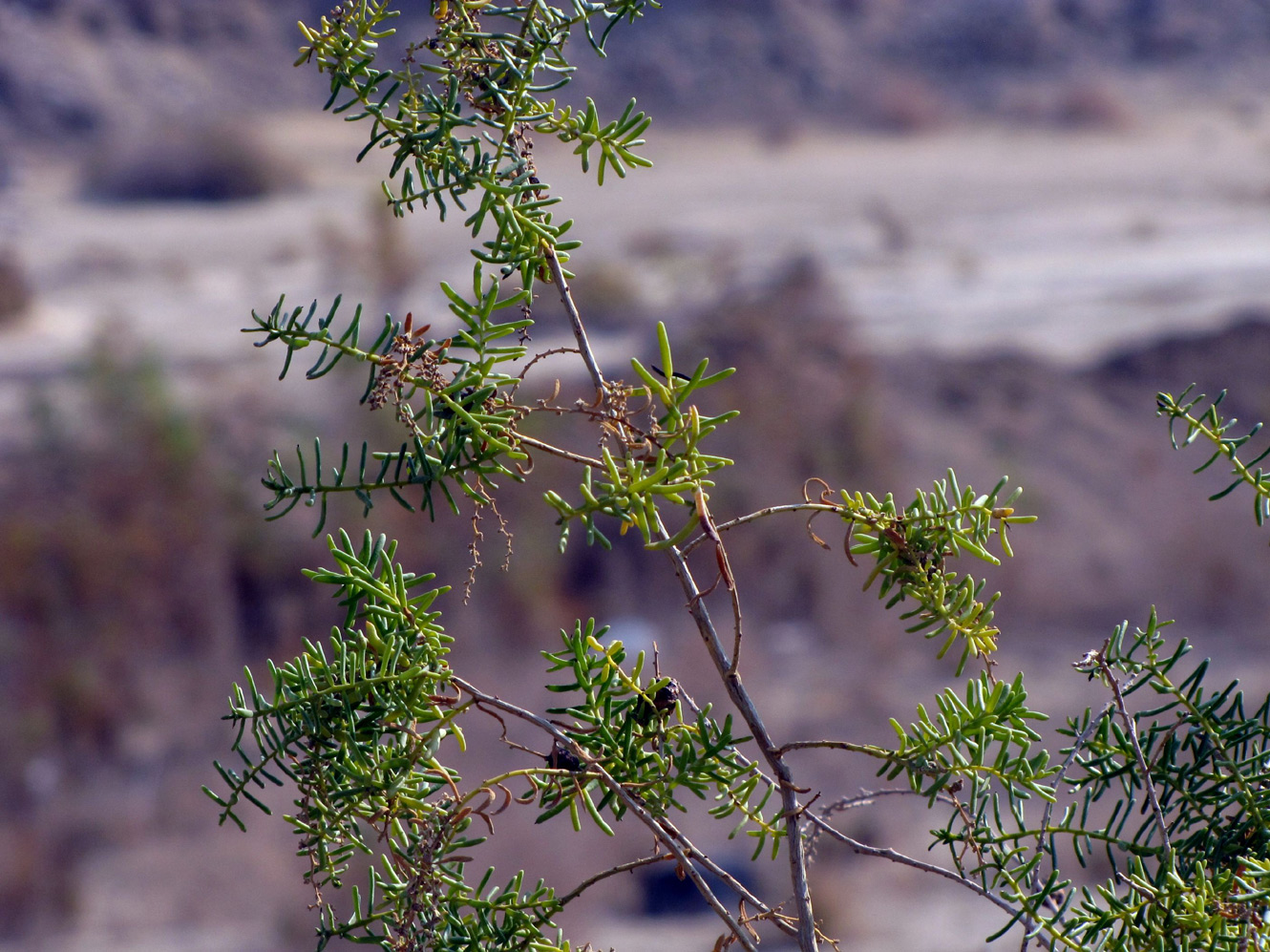 Image of Suaeda monoica specimen.