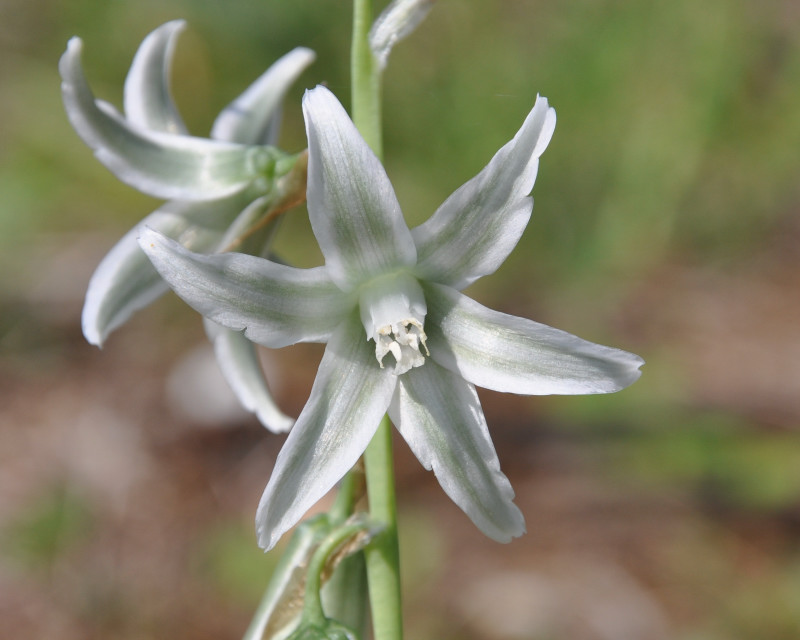 Изображение особи Ornithogalum nutans.