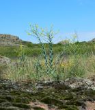Linaria genistifolia. Цветущие растения. Украина, Донецкая обл., Володарский р-н, заповедник \"Каменные могилы\". 01.06.2012.