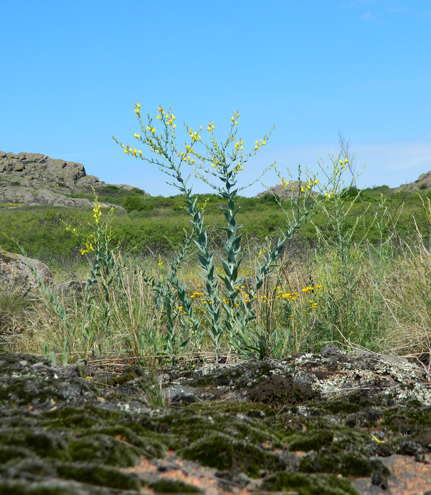 Изображение особи Linaria genistifolia.
