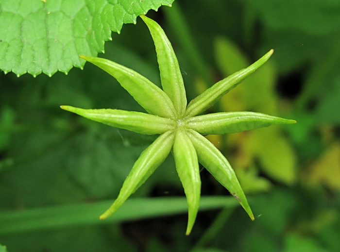 Image of Caltha silvestris specimen.