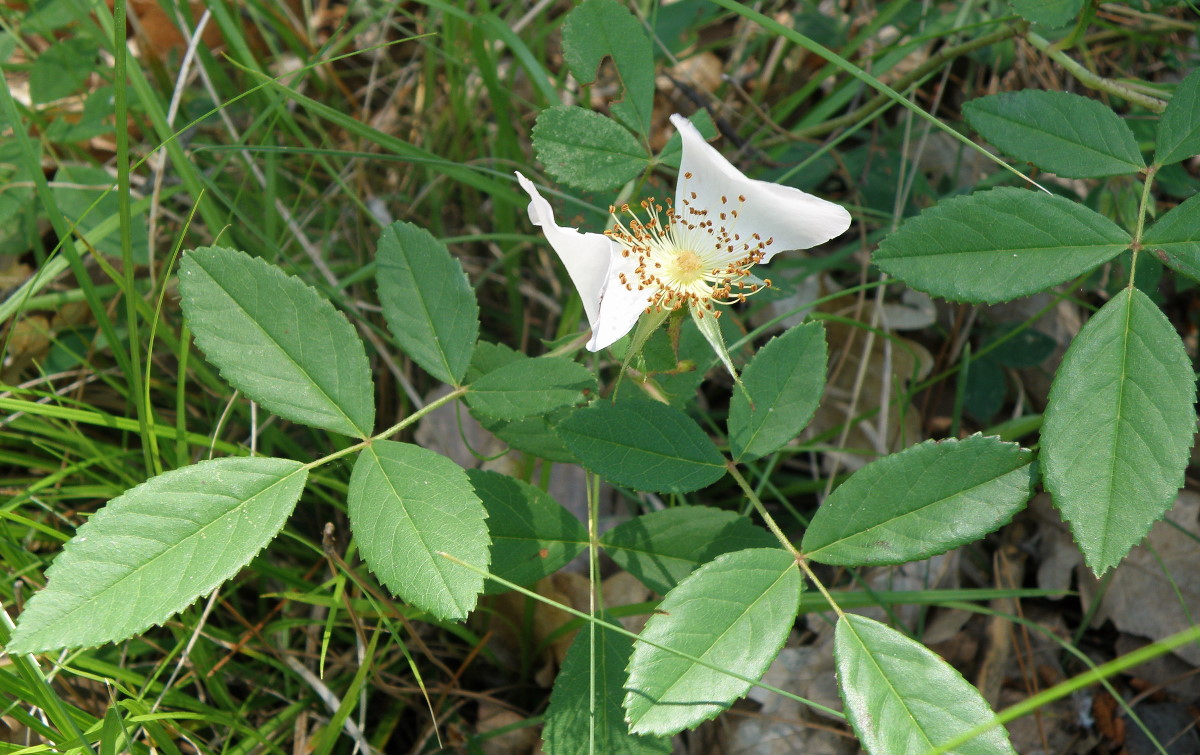 Image of Rosa tauriae specimen.