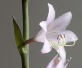 Hosta sieboldiana