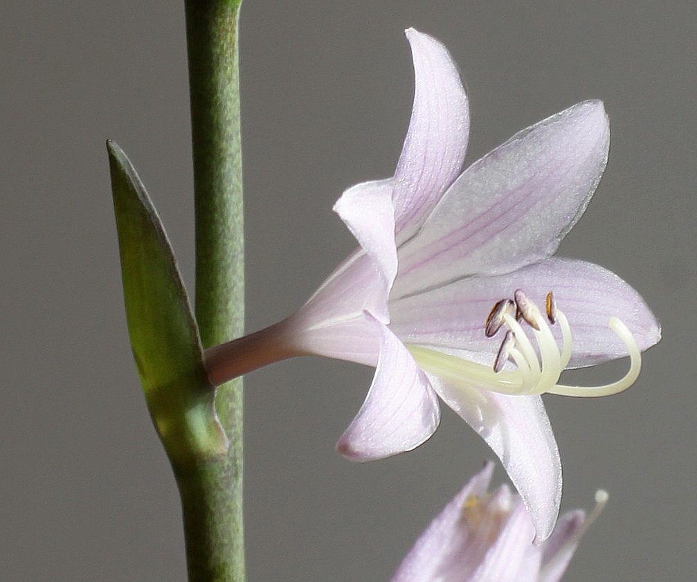 Изображение особи Hosta sieboldiana.