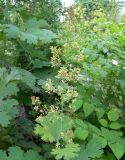 Macleaya microcarpa