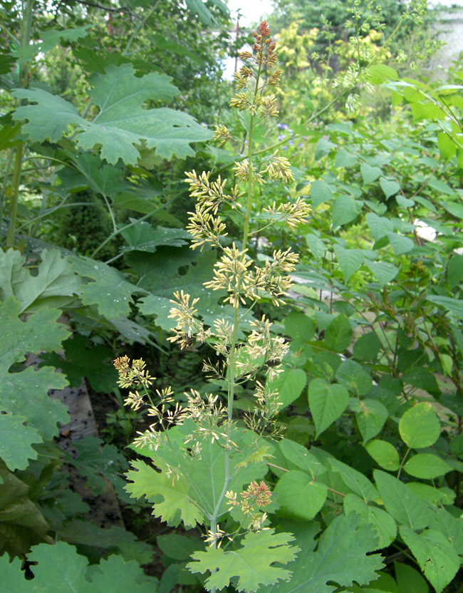 Изображение особи Macleaya microcarpa.