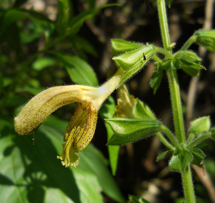 Изображение особи Salvia glutinosa.