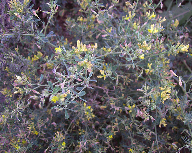 Image of Medicago × varia specimen.