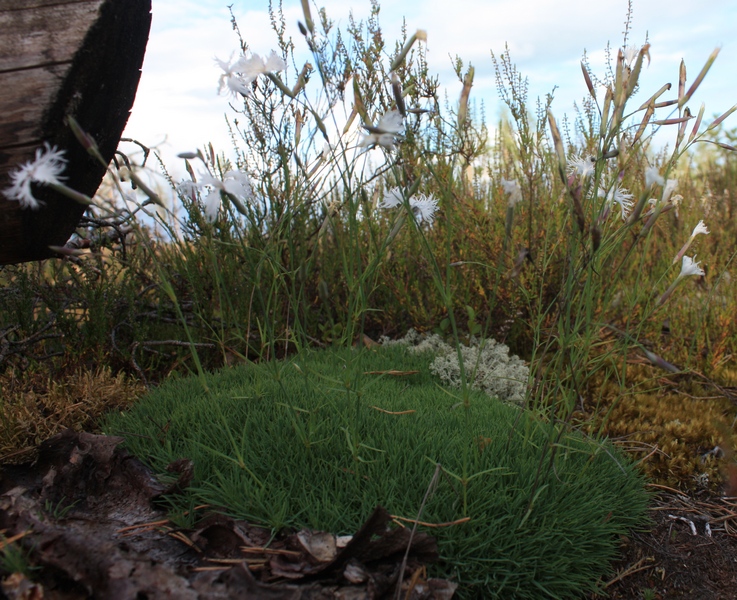Image of Dianthus arenarius specimen.