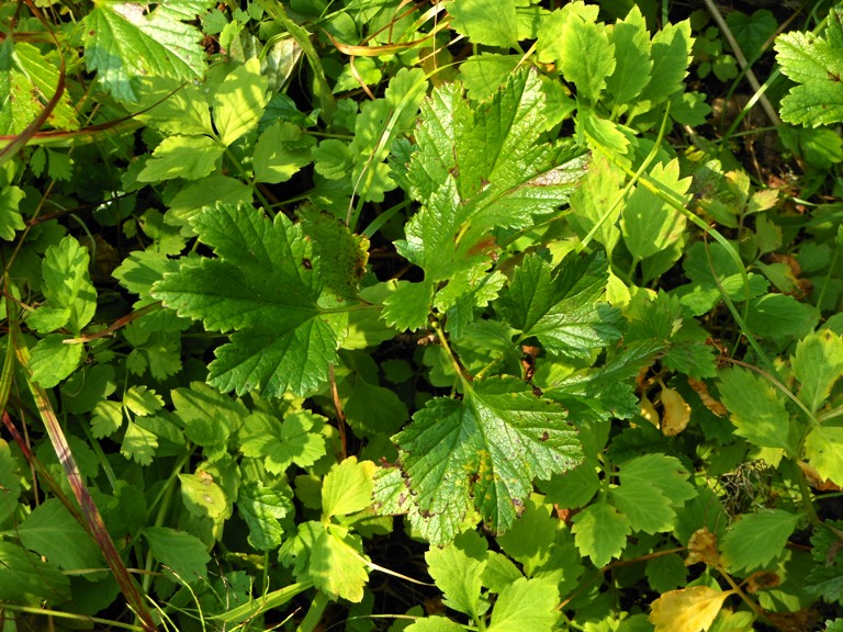 Image of Ribes procumbens specimen.