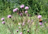 Cirsium setosum