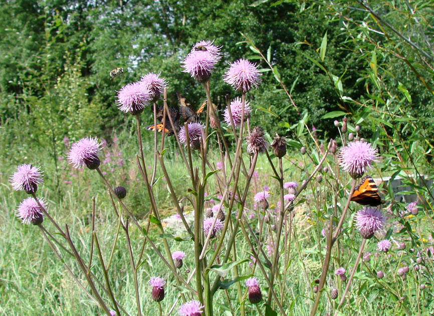 Изображение особи Cirsium setosum.
