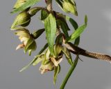 Epipactis helleborine