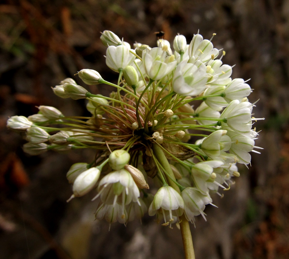 Image of Allium stearnii specimen.