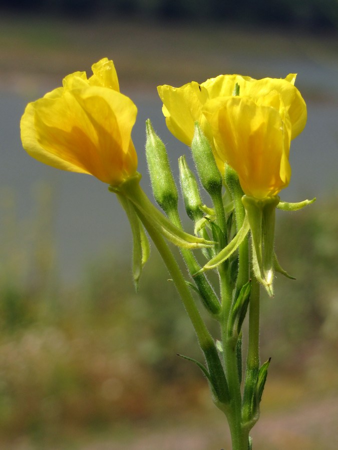 Изображение особи Oenothera biennis.