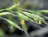 Festuca gigantea