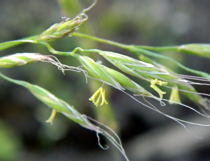 Изображение особи Festuca gigantea.