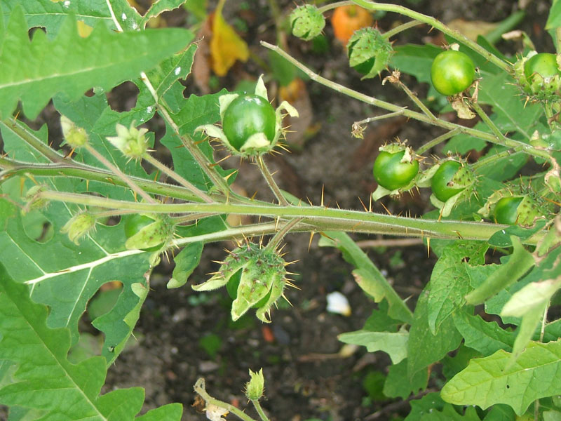 Image of Solanum sisymbriifolium specimen.