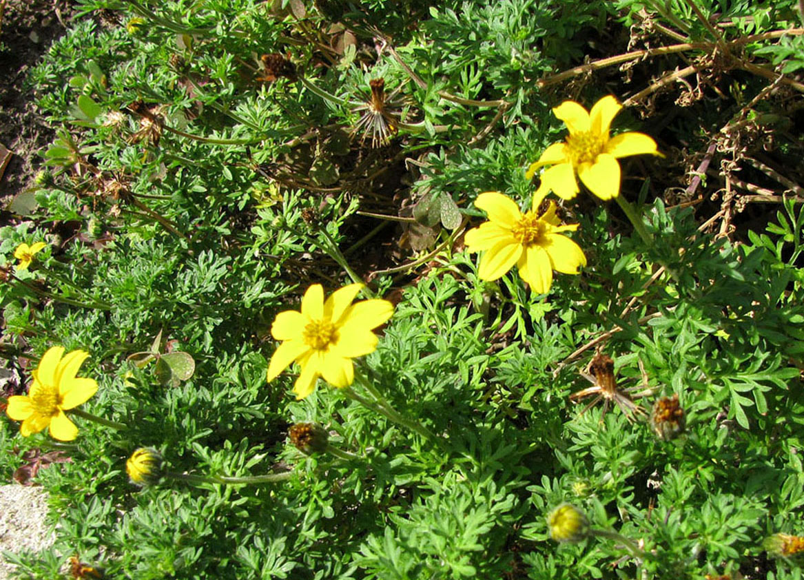 Изображение особи Bidens aurea.