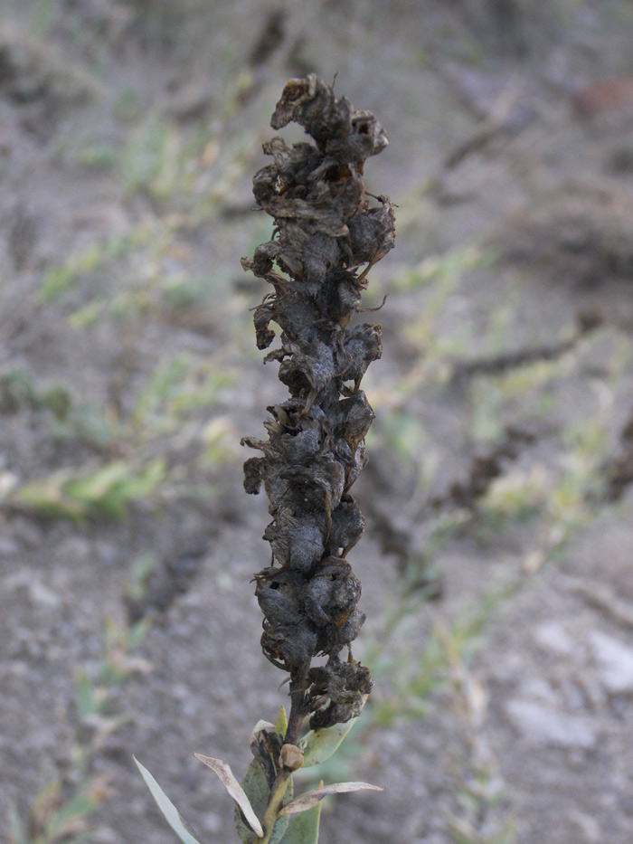 Изображение особи Linaria pyramidata.