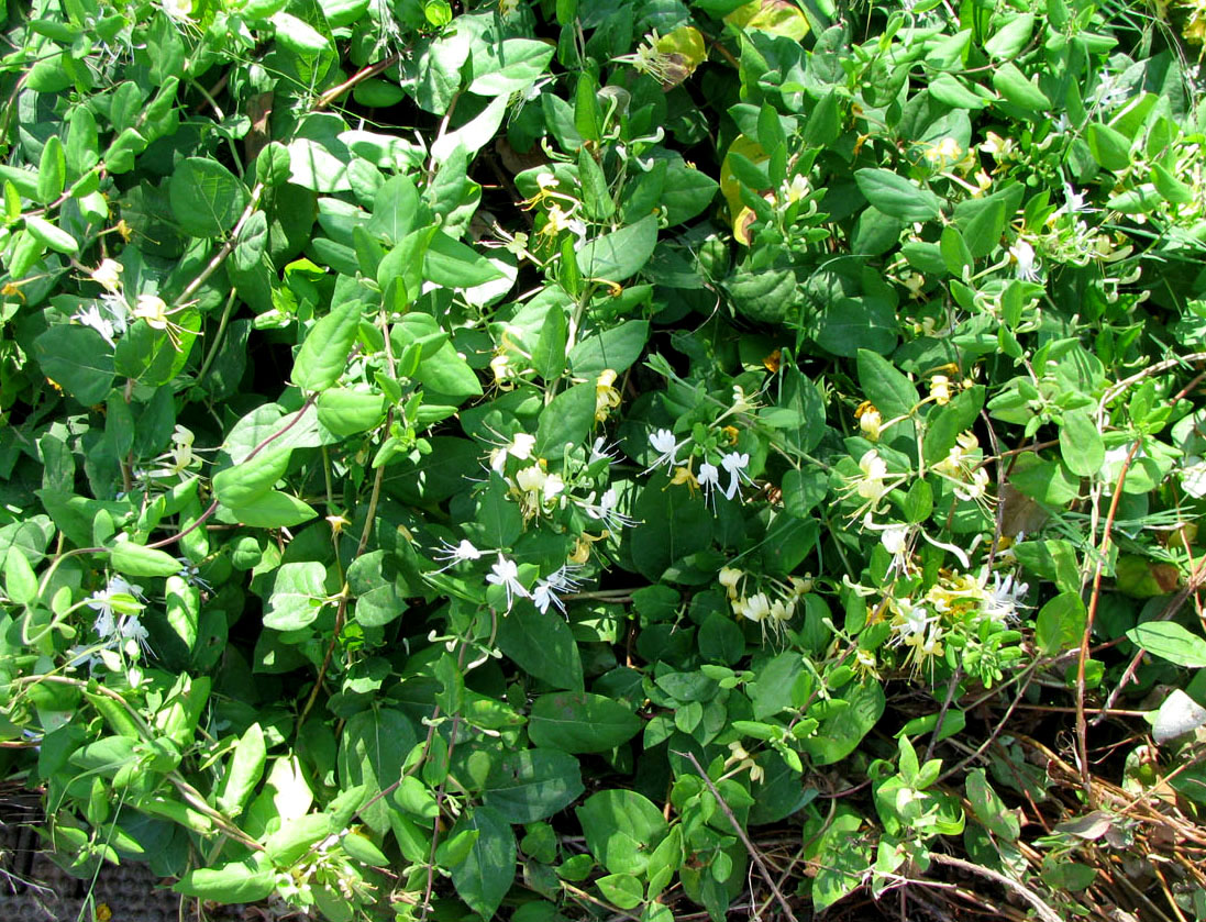 Image of Lonicera japonica specimen.