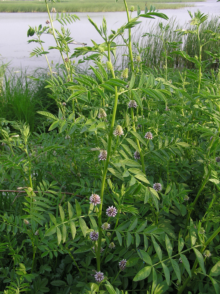 Изображение особи Glycyrrhiza echinata.