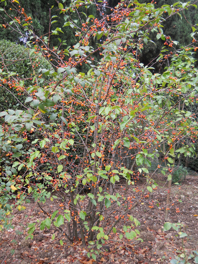 Image of Malus baccata specimen.