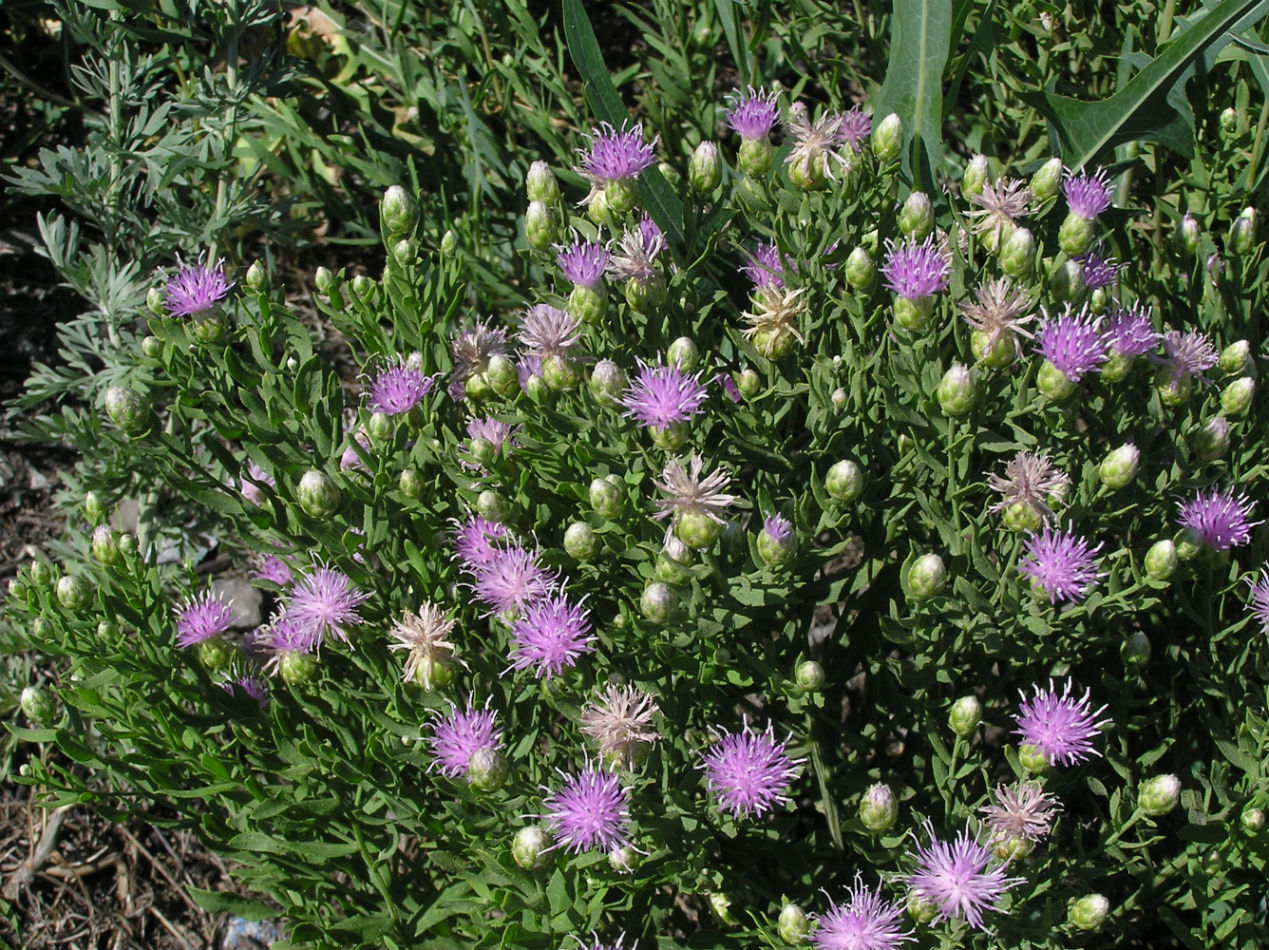 Image of Acroptilon repens specimen.
