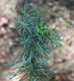 Euphorbia cyparissias