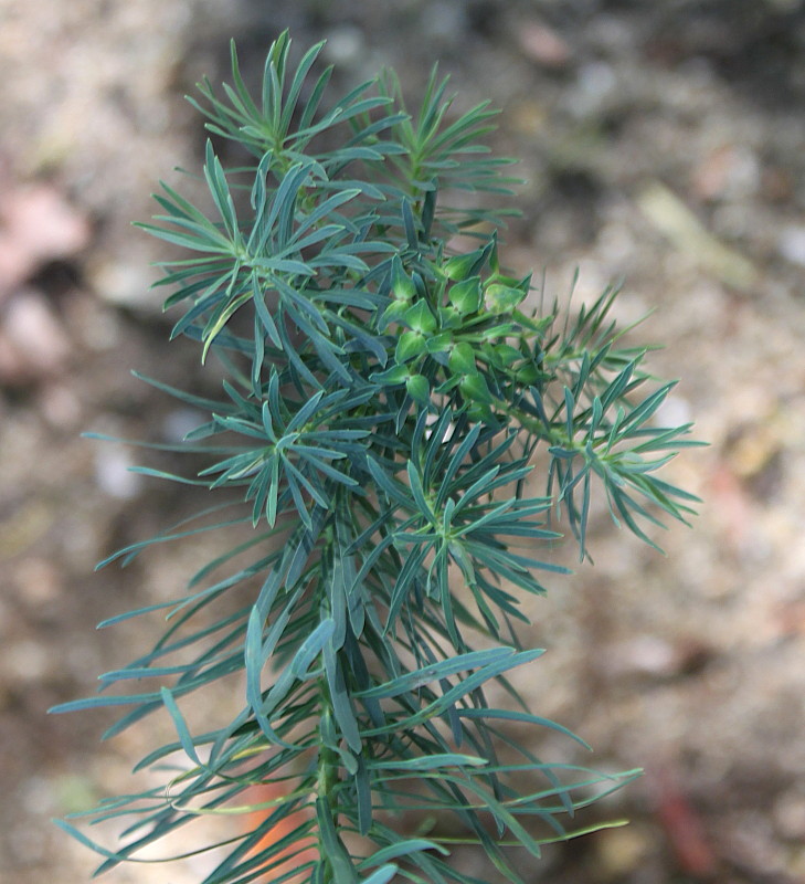 Изображение особи Euphorbia cyparissias.