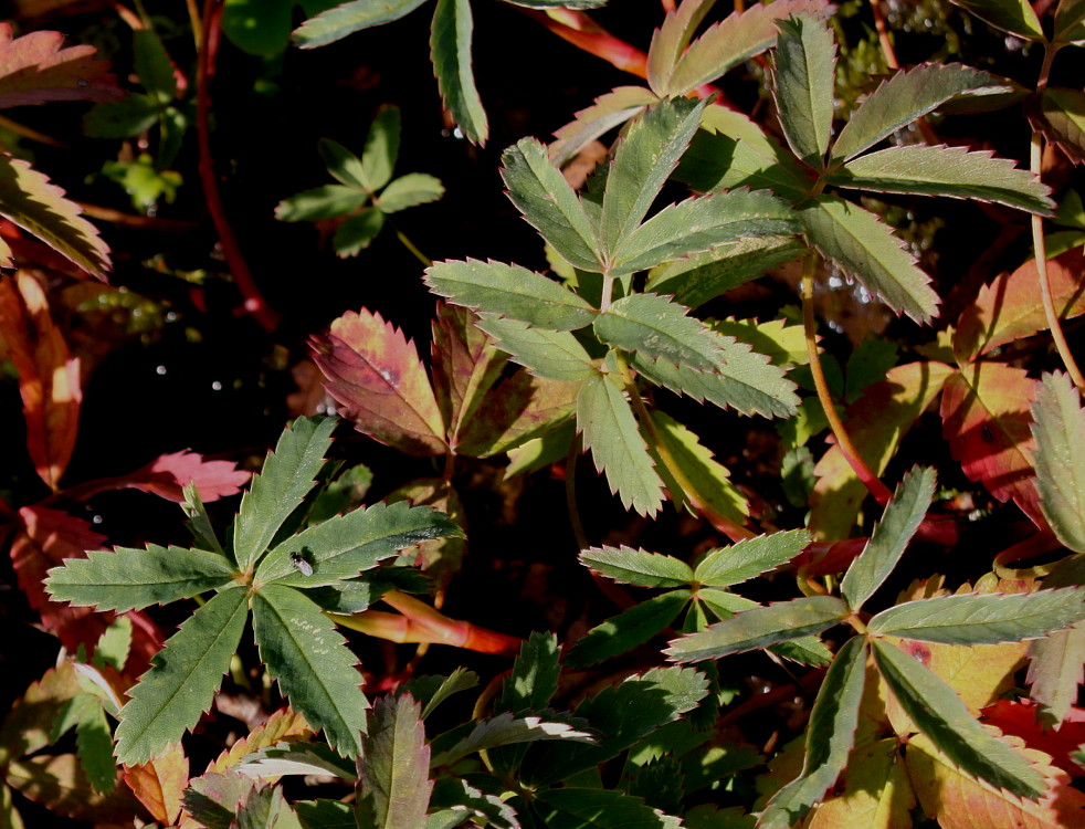 Image of Comarum palustre specimen.