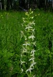 Platanthera bifolia