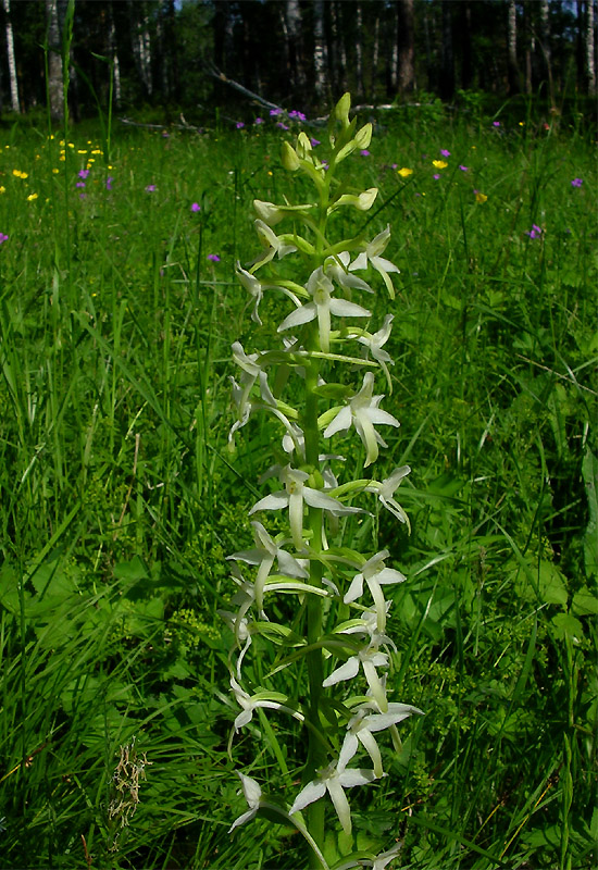 Изображение особи Platanthera bifolia.