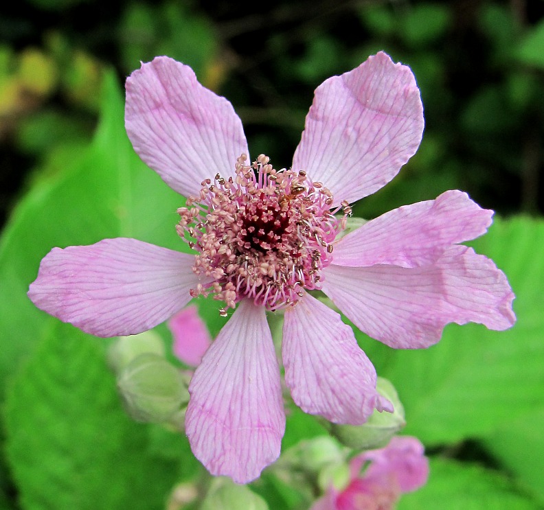 Изображение особи Rubus sanctus.