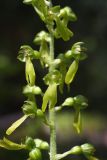 Listera ovata. Часть соцветия. Тверская область, Вышневолоцкий р-н, памятник природы ”Орхидная горка”, сосняк сложный. 28.06.2011.