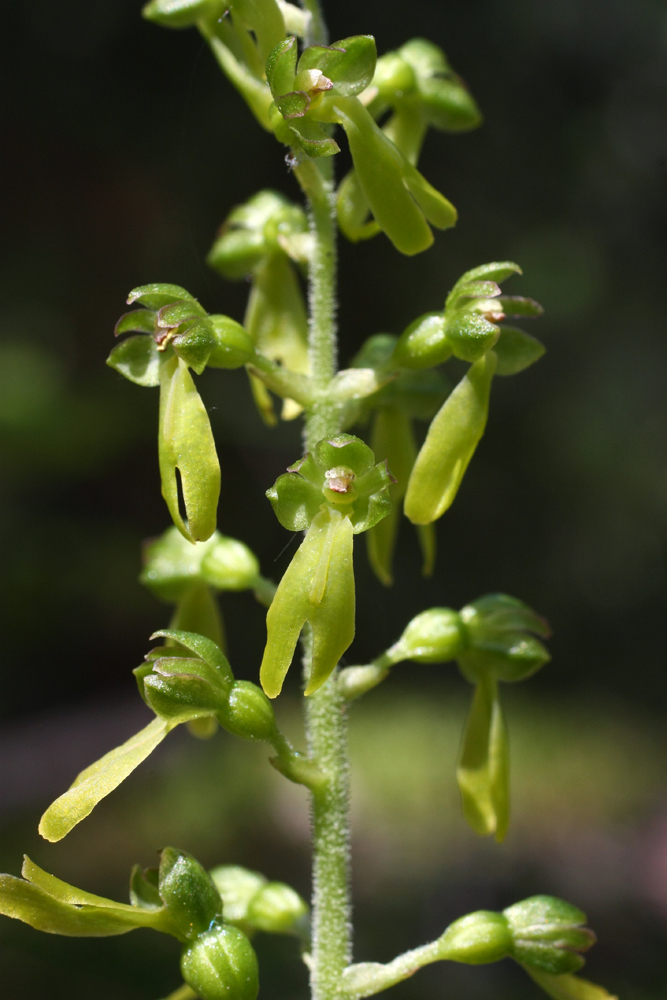 Изображение особи Listera ovata.